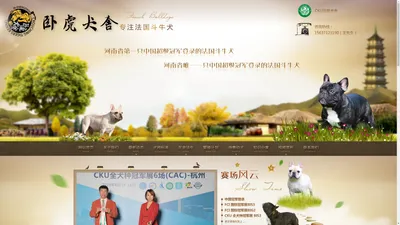 专业繁育高品质法国斗牛犬 - 郑州卧虎犬舍 - 郑州卧虎犬舍