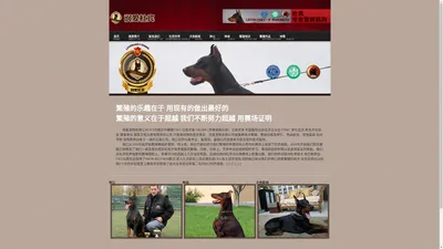 杜宾犬 德系杜宾 杜宾犬舍 赛级杜宾 —-青岛润爱犬业 