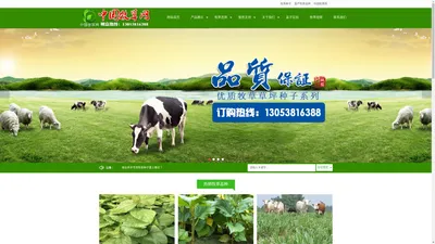 牧草种子_高产牧草品种_德农健宝_甜高粱_菊苣_适合养牛羊牧草种子_良种是希望的开始-中国牧草网