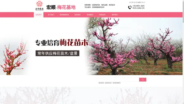 梅花基地,杏树嫁接梅花,造型梅花,红梅树苗销售-莱州市宏顺梅花种植科技有限公司