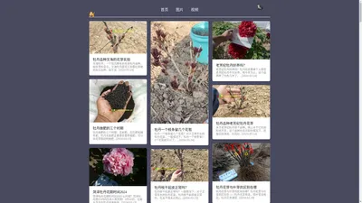 牡丹网 - 牡丹图片、牡丹花卉知识分享网站！