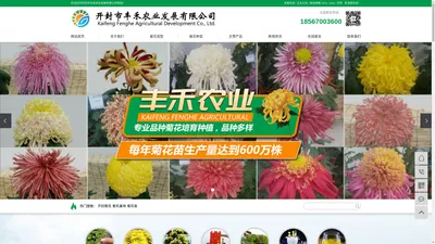 开封菊花_菊花基地_菊花苗-开封市丰禾农业发展有限公司