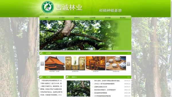 吉诚林业,泸县吉诚林业科技发展有限公司,桢楠种植,桢楠苗木,桢楠树价格