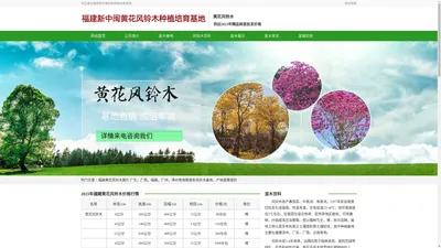 黄花风铃木价格-黄花风铃木树苗批发-福建新中闽种植基地