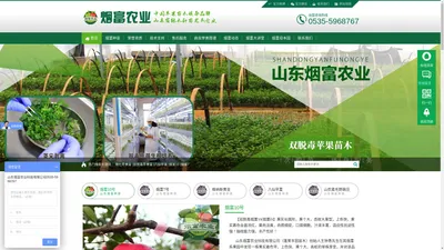 苹果苗木脱毒新品种烟富10/矮化双脱毒红富士苹果苗/短枝烟富7/维纳斯黄金/M9T337矮化苹果苗/KM23新疆抗寒砧木_山东烟富农业