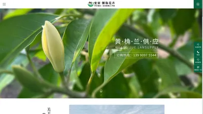 黄桷兰_苗木_花卉_宜宾胭脂花卉园艺有限公司