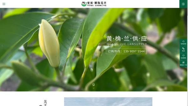 黄桷兰_苗木_花卉_宜宾胭脂花卉园艺有限公司