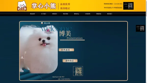 
        博美犬-博美犬舍-高端博美犬舍-掌心小熊    