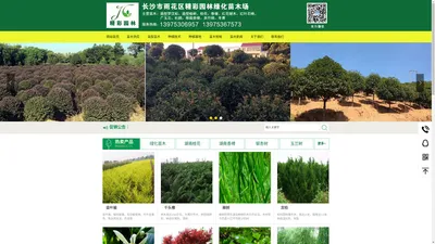 湖南苗木基地|湖南桂花树价格|湖南造型罗汉松|湖南桂花价格|湖南移栽香樟|湖南苗木|茶花价格-长沙市雨花区精彩园林绿化苗木场