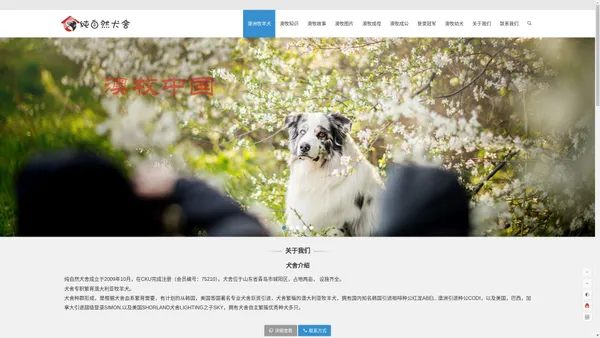 澳牧中国CKU注册专业澳洲牧羊犬澳牧幼犬繁殖基地|纯自然犬舍拥有各色澳牧幼犬供您选择