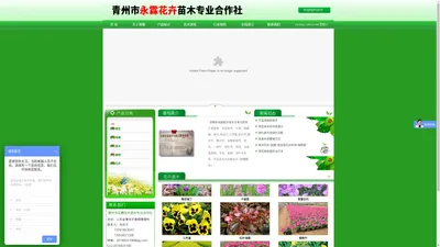 青州草花、青州黄楼草花 - 青州永霖花卉苗木****合作