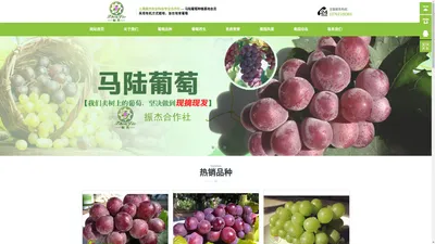 马陆葡萄-马陆葡萄网-马陆葡萄种植基地-振杰合作社