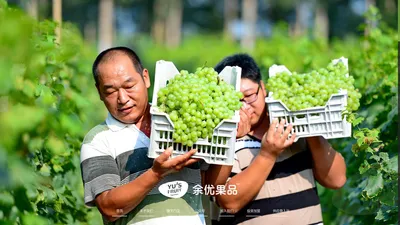 余优果品-全国水果连锁体系