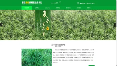 麦冬苗_麦冬草_干麦冬烘干设备-山东曹县麦冬种植基地