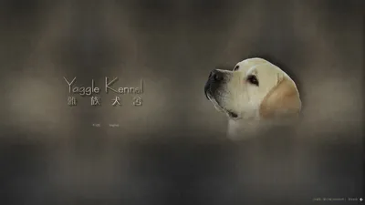 雅族犬舍_拉布拉多_北京高端纯血统拉布拉多犬舍 - 雅族高端拉布拉多犬舍