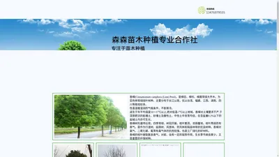 森森苗木种植专业合作社 - 专注于香樟树、广玉兰等苗木批发和种植