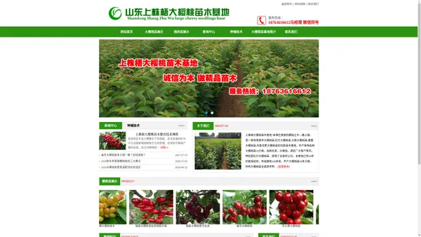 潍坊美早黄蜜布鲁克斯俄罗斯8号大樱桃树苗批发-安丘上株梧苗木基地