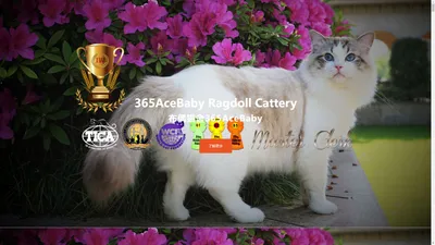 布偶猫舍365AceBaby-高端布偶猫舍