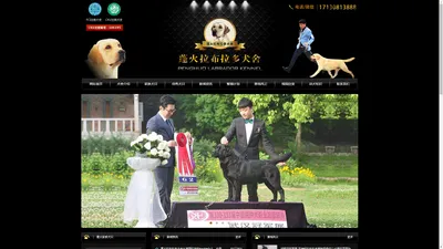 国内顶级拉布拉多犬舍，专业繁育拉布拉多犬舍 - 山东蓬火拉布拉多犬舍 - 山东蓬火犬舍