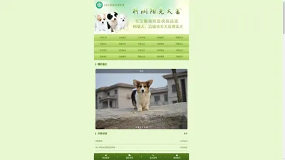 郑州柯润阳光犬舍专业繁殖高品质纯种柯基犬、博美犬和边境牧羊犬 - 柯润阳光犬舍