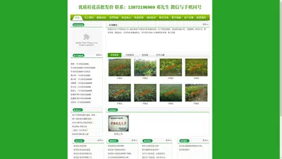 桂花苗_桂花树苗批发价格低_最新优质丹桂金桂树苗