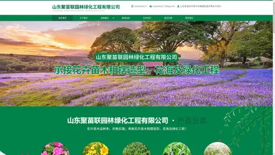 山东聚苗联园林绿化工程有限公司-时令草花和宿根花卉厂家