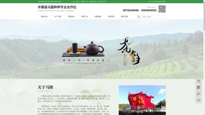 丰顺县马图种养专业合作社,丰顺马图绿茶，小叶高山绿茶，白叶单丛