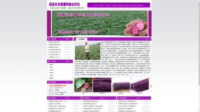 紫薯|紫甘薯|紫薯价格|山东紫薯|紫薯基地|紫薯供应尽在冠县乐农紫薯种植合作社