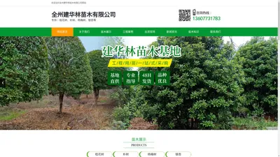 广西杨梅树种植基地-桂花树/国槐-红枫树种植基地-广西全州建华林苗木