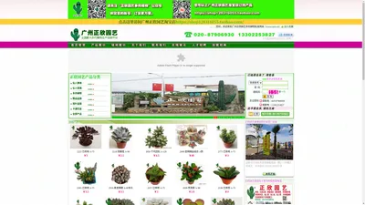 广州正欣园艺多肉植物批发网站