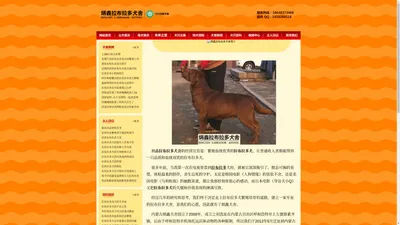 拉布拉多_内蒙古炳鑫拉布拉多犬舍_黑色拉布拉多_咖啡色拉布拉多 - 炳鑫犬舍