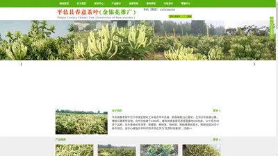 平邑县春意茶叶|金银花苗木|金银花盆景|山东金银花|平邑金银花|手机（微信）13256568168