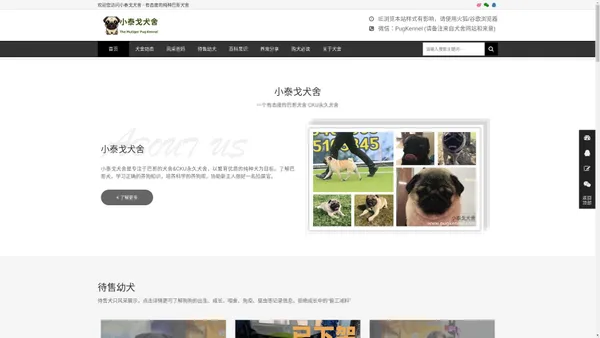 小泰戈巴哥犬舍-CKU FCI永久犬舍-一个有爱心和责任心的巴哥犬舍