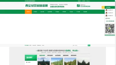 白皮松_陕西白皮松批发价格_基地报价行情_西安绿景园林苗圃