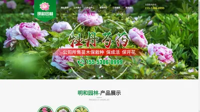 菏泽明和园林绿化工程有限公司-牡丹-芍药-观赏牡丹-园林绿化树