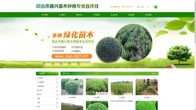 大叶黄杨_山东大叶黄杨_大叶黄杨球-招远市鑫兴苗木种植专业合作社