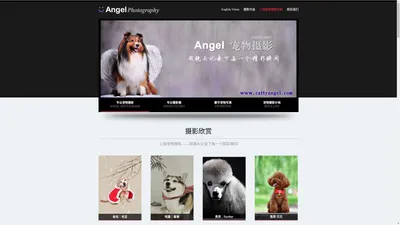 Angel宠物摄影