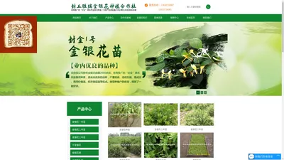 河南金银花苗_新乡金银花苗基地_封丘县胜瑞金银花种植合作社